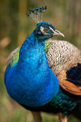 Obraz premium Crowned peacock in head detail.