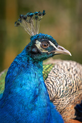 Obraz premium Crowned peacock in head detail.