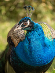Obraz premium Crowned peacock in head detail.