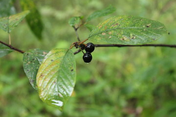 black berries and leaves