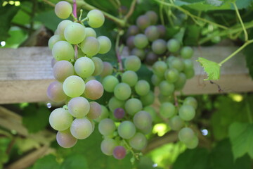 bunch of grapes on vine