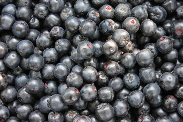 blueberries - obrazy, fototapety, plakaty