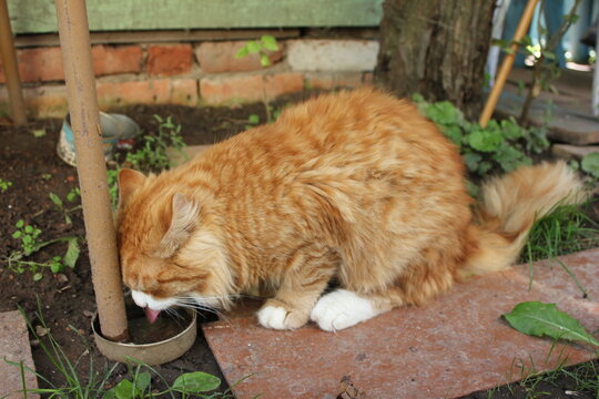 cat orange, animals