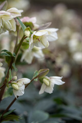 White flower honeysuckle plant outdoors.