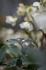 White flower honeysuckle plant outdoors.