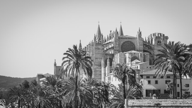 Majestic Gothic Cathedral Towering Over Palm Trees in Monochrome