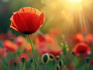 Obraz premium Red Poppy in Sunlight
