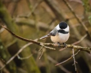 Black-Capped Chickadee. A small bird is sitting on a tree branch in the cloudy winter afternoon, looking down. .