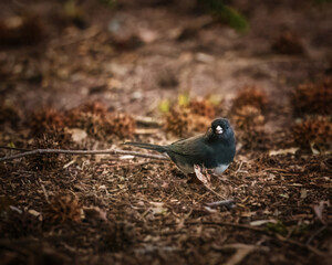 White-Winged Junco. A small gay bird is standing on the ground in the winter morning, looking for foods..