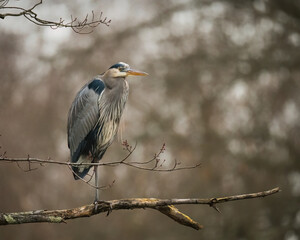 Great Blue Heron. A big bird is standing with one leg on a tree’s branch on the cloudy, moody winter afternoon, looking..