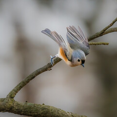 Tufted Titmouse. A small bird is opening two wings, flying down from tree branches, in the cloudy winter afternoon.