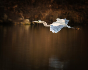 Great Blue Heron. A big bird is opening two wings, flying over the lake in moody afternoon.