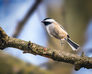 Black-Capped Chickadee. A small bird is jumping over a tree branch in winter afternoon.