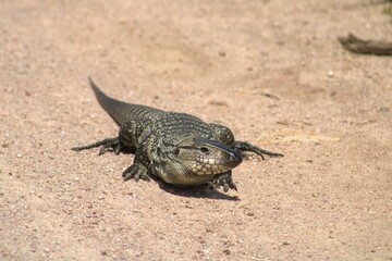Lagarto fotografado no RS - Brasil