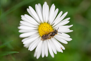 A small pollinating bee on a daisy flower.