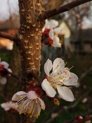 blossom in spring - 775387427