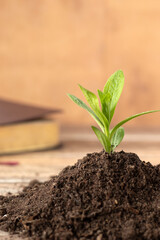 Green plant growing in soil with Holy Bible Book in the background. Copy space. Close-up. Selective...