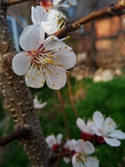 tree blossom - 775388065