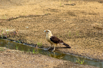 White-tailed eagle (Haliaeetus leucocephalus) at the waterhole