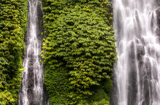 Lush green foliage engulfs a serene waterfall, creating a stunning display of nature's juxtaposition and harmony
