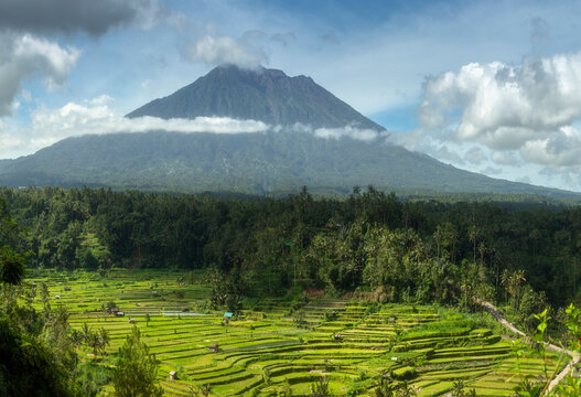 Expansive view of rice terraces with a majestic volcano towering in the background, enveloped by a misty cloud belt in Java