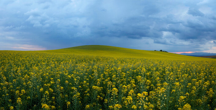 Vibrant colza fields under stormy skies in Guadalajara, Spain