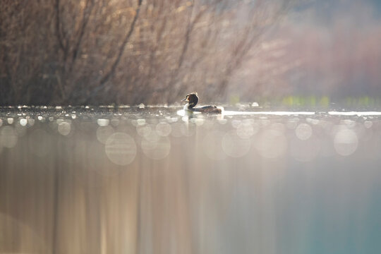 Serene common coot on glistening lake in tranquil scene
