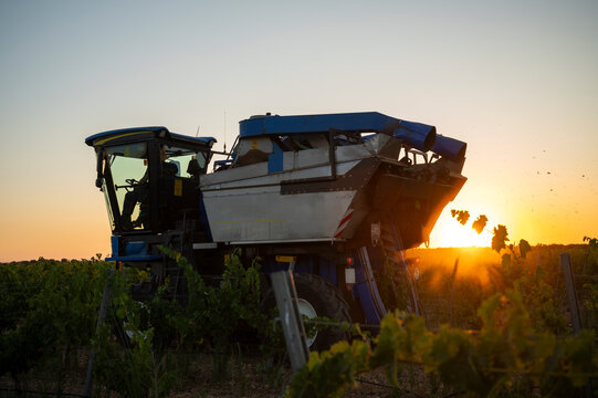 Harvesting White Grapes at Sunset in Villarrobledo, Spain