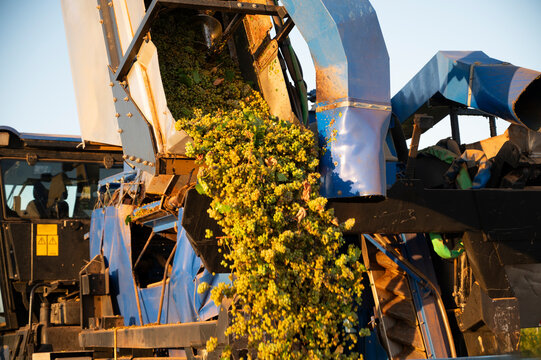 First harvest of white grapes in Villarrobledo, Spain