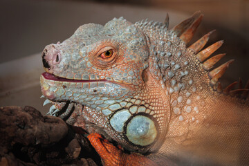 Close up of a green iguana with breathtaking details