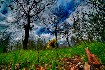 A yellow flower in the woods, San Giuliano Nuovo, Alessandria, Piedmont, Italy