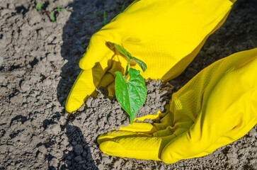Human hands in yellow gloves planting small plant in the ground. Concept of farming and planting. - 775392823