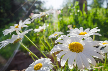 Chamomile macro. Beautiful blooming white daisies. Natural background. Macro nature - 775392880