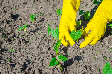 Human hands in yellow gloves planting small plant in the ground. Concept of farming and planting. - 775392886