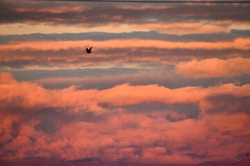 Pink Cloud Lines Bird Sunset Moody Dramatic
