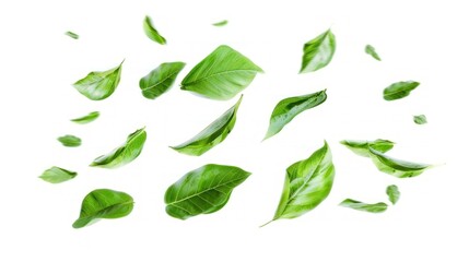 Drifting green leaves on white background. banner, copy space