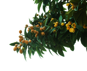 Horticulture of Gran Canaria - loquat, Eriobotrya japonica - 775396882