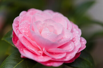 Flowering pink Camellia natural macro floral background - 775397004