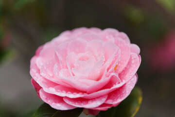 Flowering pink Camellia natural macro floral background - 775397007