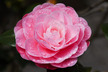 Flowering pink Camellia natural macro floral background