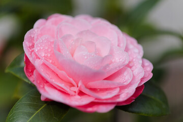 Flowering pink Camellia natural macro floral background - 775397028