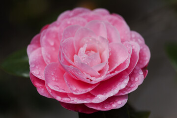 Flowering pink Camellia natural macro floral background - 775397044