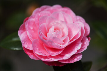 Flowering pink Camellia natural macro floral background - 775397048