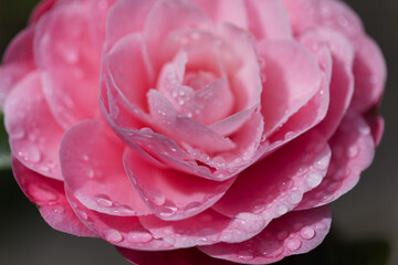 Flowering pink Camellia natural macro floral background - 775397093