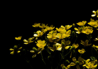 Flora of Gran Canaria - bright yellow flowers of Ranunculus cortusifolius, Canary buttercup natural macro floral background - 775397214
