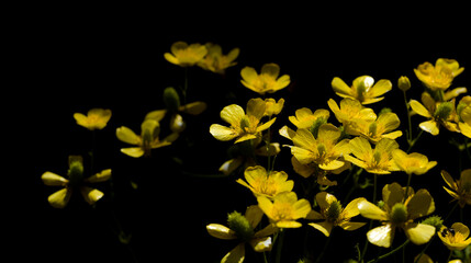 Flora of Gran Canaria - bright yellow flowers of Ranunculus cortusifolius, Canary buttercup natural macro floral background - 775397226