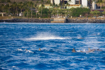 Obraz premium spinner dolphins swimming in the rippling blue waters of the Pacific Ocean off the coast of Oahu in Kapolei Hawaii USA