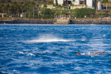 spinner dolphins swimming in the rippling blue waters of the Pacific Ocean off the coast of Oahu in...