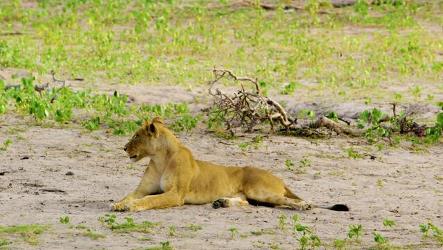 A Maneless congo african lion panthera leo resting on ground. Chobe National Park, Botswana, South Africa. 