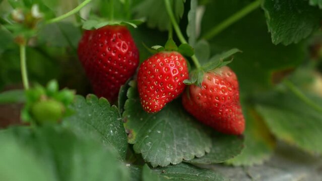 Organic strawberries thrive, nurtured by nature’s touch. Witness the harmonious blend of traditional farming and modern sustainability, yielding the sweetest fruits of labor